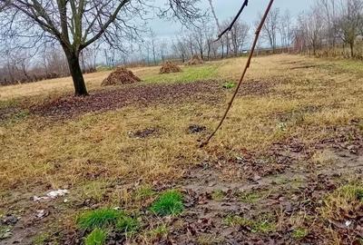 Casă individuală cu 4 camere decomandat cu Teren 3000 Mp în Periferie - 20
