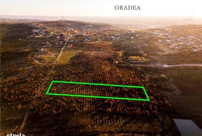 Spațiu comercial, în Paleu - 6