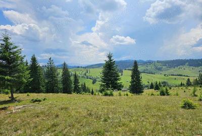 Proprietate de vanzare 92.554.mp ( 9.25 ha) in Bucovina zona Breaza - 3