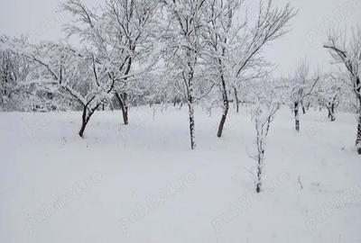 Casă cu Teren 1900 Mp în Nadășu - 5