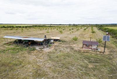 Livada BIO de nuci de vanzare langa Cermei - 6