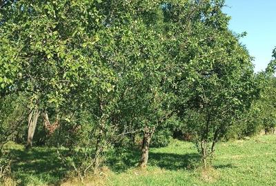 Teren de 3430 mp, în Malu cu Flori - 3