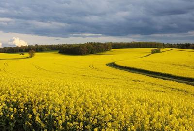 Teren agricol extravilan de 30000000 mp, în Dăbuleni - 9