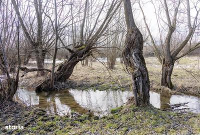 Spațiu comercial, în Bran - 7
