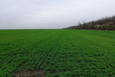 Teren agricol extravilan de 10000 mp, în Afumați - 3