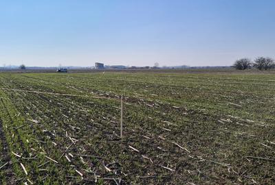 Proprietar vand teren in com. 1 Decembrie - 6