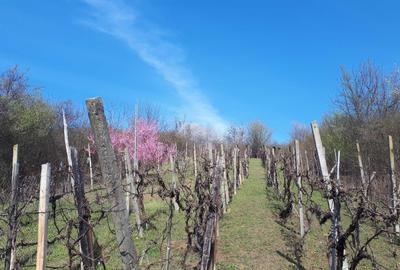 Spațiu comercial, în Cristian