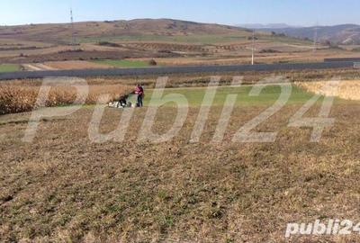 Teren de 5500 mp, în Stejeriș - 8