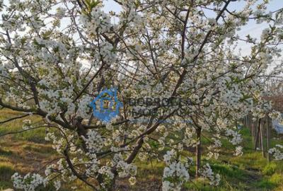 ZONA C.A.P.-TEREN INTRAVILAN ,608MP - 1