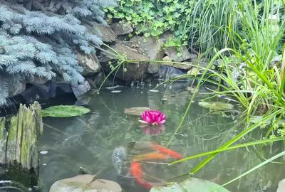 Casă cu 5 camere cu Teren 325 Mp în Moșnița Veche - 7