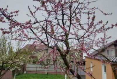 Casă cu 3 camere cu Teren 460 Mp în Ernei - 5