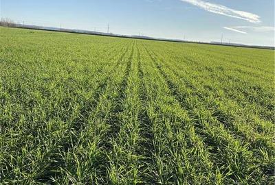 Teren de 1000 mp, în Central - 1