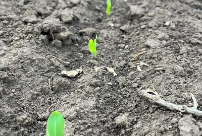 Arendez teren agricol - 1