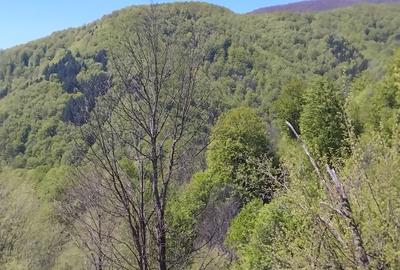 Teren de 15000 mp, în Cerna-Sat - 2