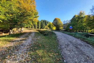 Teren de 7160 mp, în Alexandru cel Bun - 2