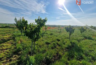 Teren agricol extravilan de 3500 mp, în Remetea Mare - 7