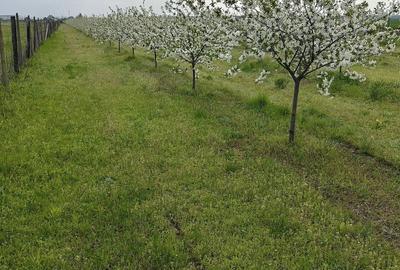Teren de 10000 mp, în Petrești