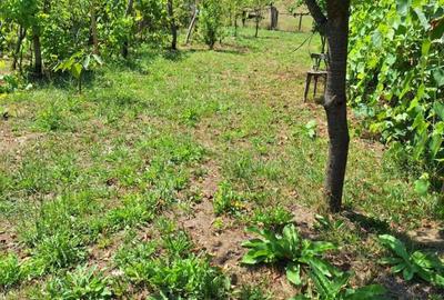 Apartament cu 4 camere în Tirimioara - 2