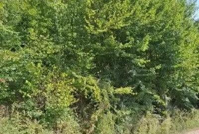 Teren extravilan Sotanga, ID: R2590381 - 6