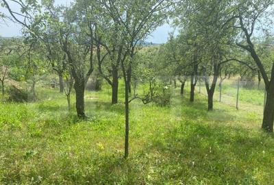 Teren intravilan 2774 mp, zona Dobrogeanu Gherea - 2