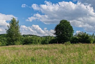 1,3 HA TEREN EXTRAVILAN, Muntii Apuseni, Negreni, jud. Cluj, la 5 km de E60 - 7