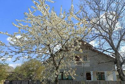 Casă cu Teren 3060 Mp în Dragomirești - 1