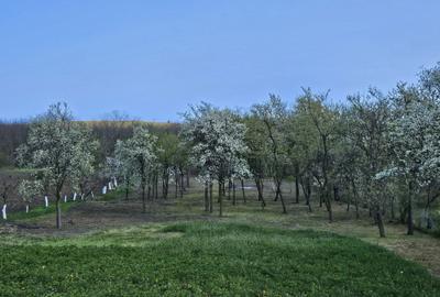 Casă cu 2 camere în Chioag - 1