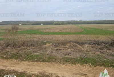 Teren de 7500 mp, în Dragomirești-Vale - 3