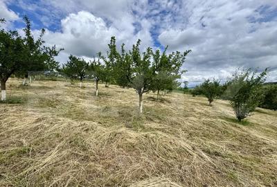 Casă cu Teren 5000 Mp în Drăculea Bandului - 4