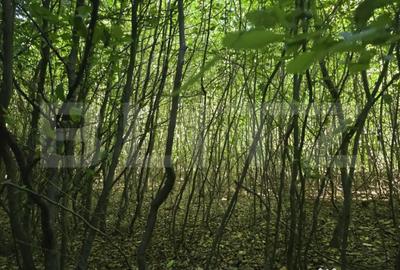 Teren de 524 mp, în Făget