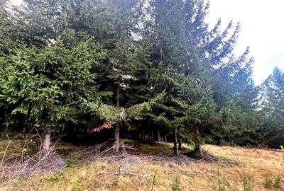 Vanzare 5,3 ha pasune deasupra Voronetului Suceava - Proiect Turistic - 21