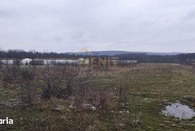 Teren de 7500 mp, în Scorțeni - 2