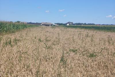 Teren intravilan, 10000mp, zona Maneuti, Radauti - 10