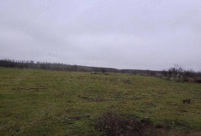 Teren de 8140 mp, în Băltenii de Jos - 1