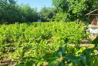 Casă cu 3 camere în Albina - 1