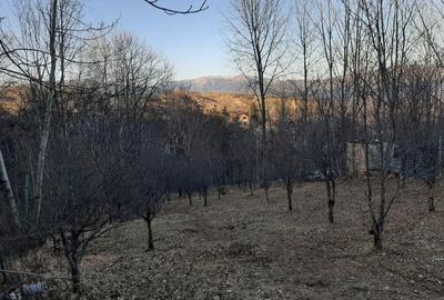 Teren de 900 mp, în Mogoșoaia - 5