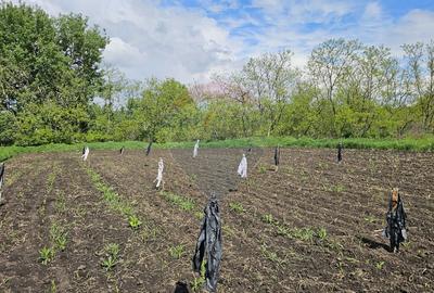 Casă  cu 3 camere, teren intravilan de 1300mp în Ipotești Tișăuți, SV - 28