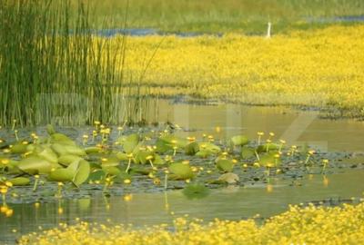Teren de 120000 mp, în Divici - 7