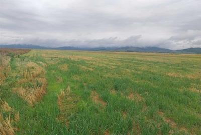 33.100mp, Tarlungeni, Brasov - 4