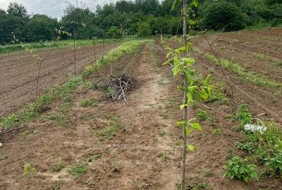 Teren extravilan cu gradina in Saliste - 3