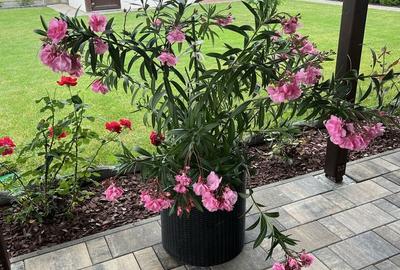 Casă cu 4 camere în Sâncraiu de Mureș