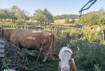 Casă cu 3 camere cu Teren 1356 Mp în Sâmbăta - 3