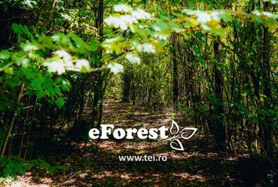 Loturi de casă 720 - 900 mp, langă Pădure în eForest, acces asfaltat - 1