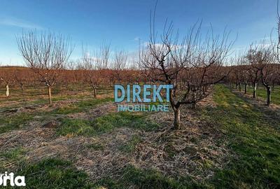 Casă cu 5 camere cu Teren 10000 Mp în Monor - 3