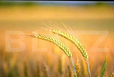 Teren agricol extravilan, 1585 Ha, zona Valea Muresului - 1