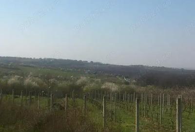 Teren de 5500 mp, în Săldăbagiu de Munte - 2