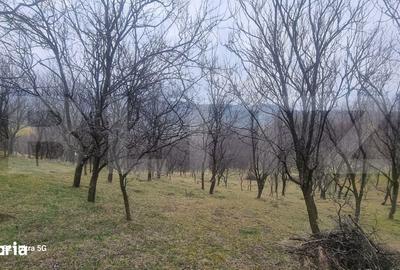 Teren de 3781 mp, în Izvoarele - 14