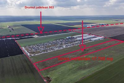 Teren intravilan Belciugatele*300 m de DJ503*Linie de tensiune medie* - 3