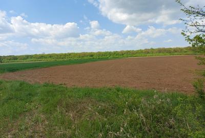Oportunitate investitie,Balteni, Scrovistea-teren intravilan, la padure, 35244mp - 10