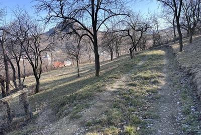 Teren de 5000 mp, în Gârcina - 7
